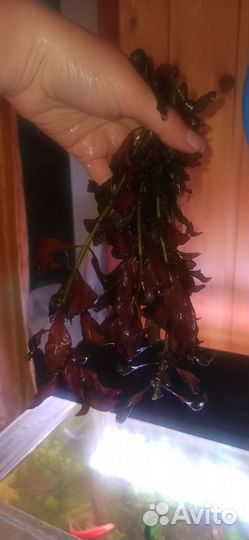 Людвигия Ред прополка аквариумных растений