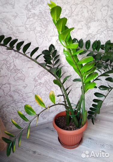 Замиокулькас замиелистный