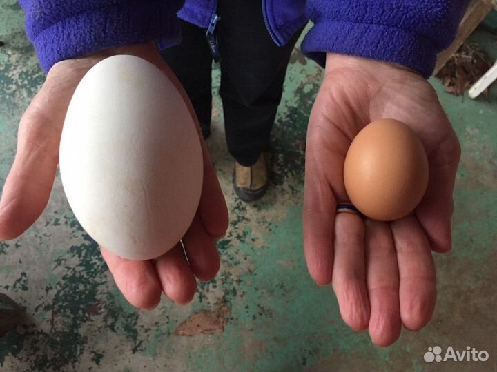 Яйцо домашнее
