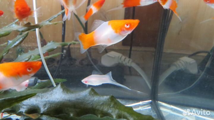 Меченосцы Кои, Тукседо, анциструсы L144