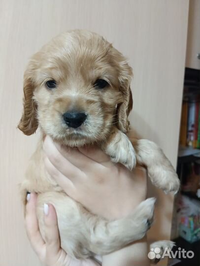 Кокер спаниель