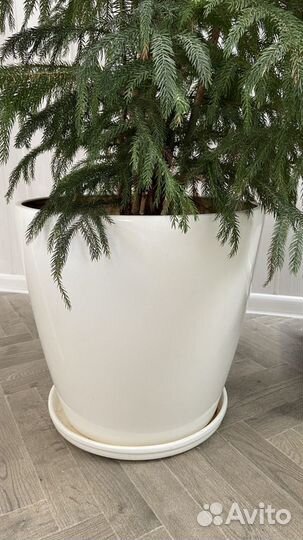 Араукария Ель Австралийская 4 ствола