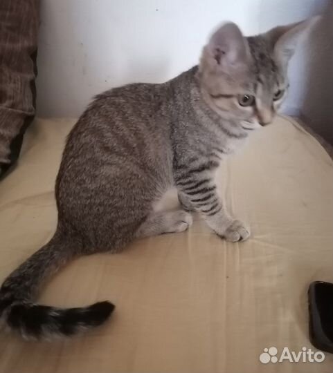Кошечка котенок
