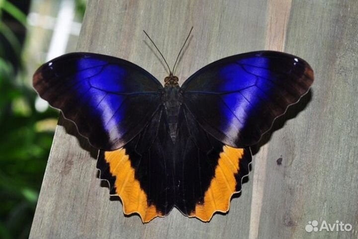 Живые бабочки с цветами