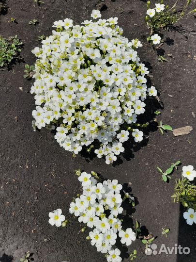 Многолетники