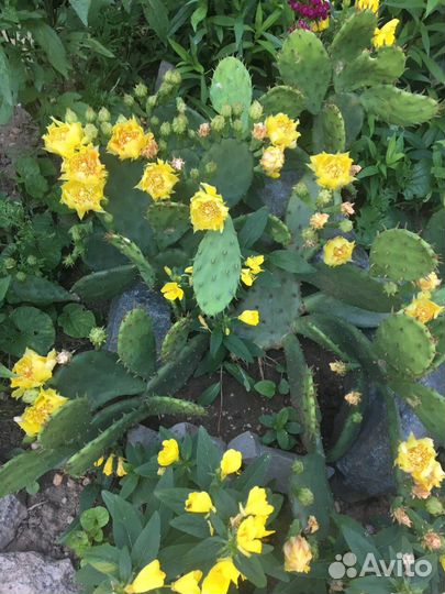 Садовые растения. Кактус.Опунция