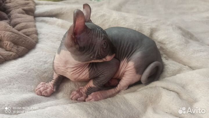 Канадский сфинкс котенок