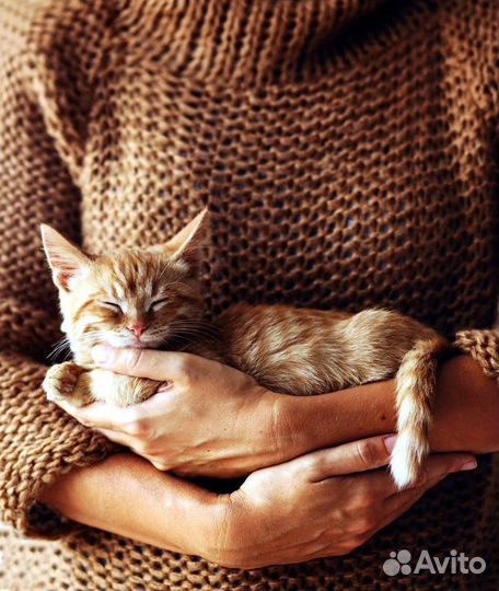 Передержка кошек на время отпуска