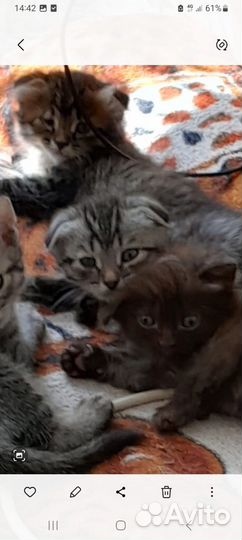 Котята в добрые руки