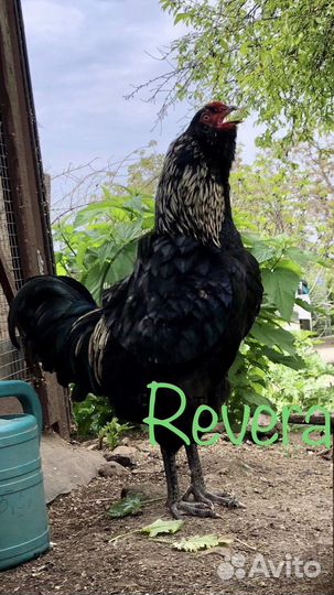 Породистые куры