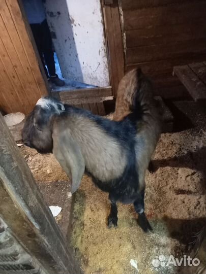 Нубийский козел