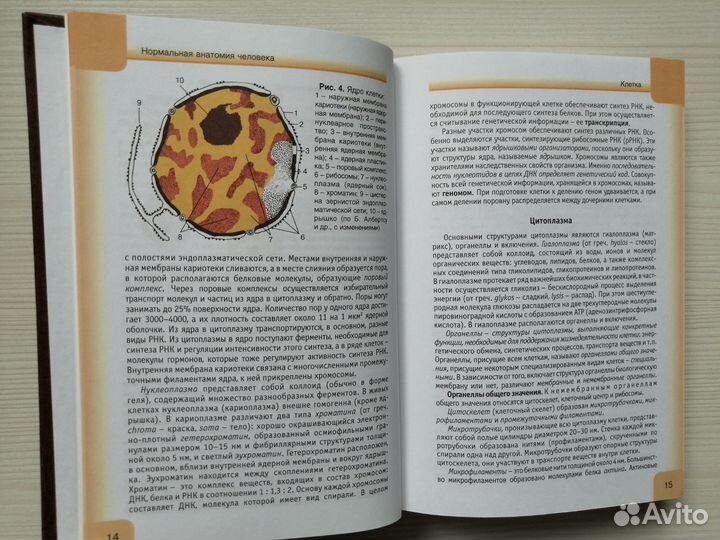 Нормальная анатомия человека (В 2-х томах) / Сапин