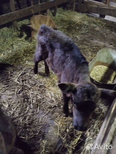 Тёлки, и поросята