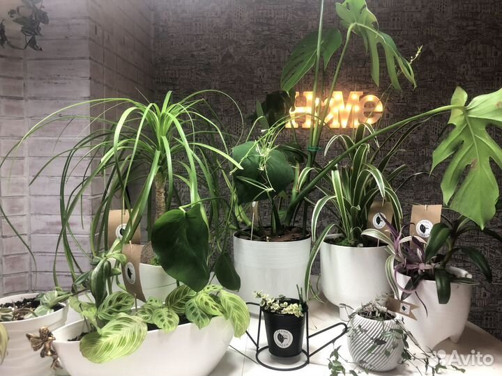 Комнатные растения