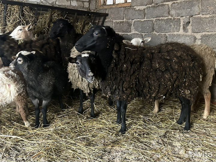 Овцы бараны