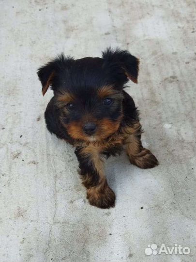 Йоркширский терьер мини