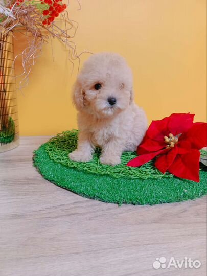 Мальтезе mini мальчики