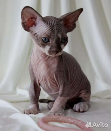 Канадский сфинкс