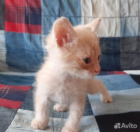 Котик и кошечка в дар
