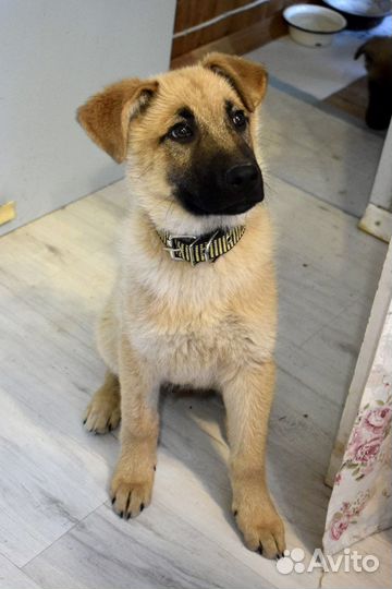 Щенок мальчик Оскар 3,5 мес