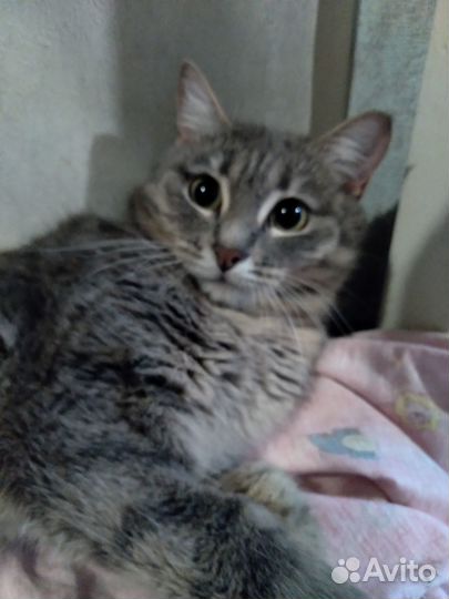 Кошечка ищет дом