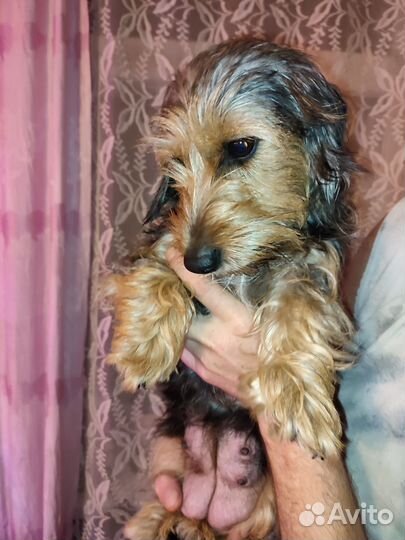 Щенки помесь таксы с йоркширским терьером