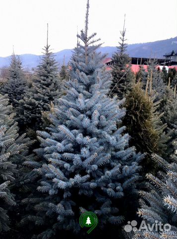 Ель голубая экстра качества