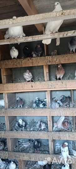 Голуби продажа бойные и летные