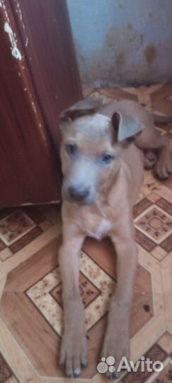 Продам щенка стаффа 3 месяца мальчик