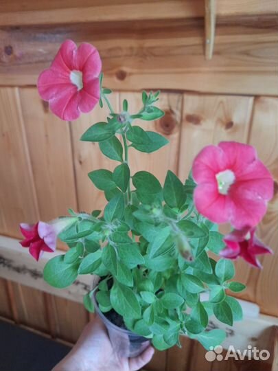 Рассада петунии