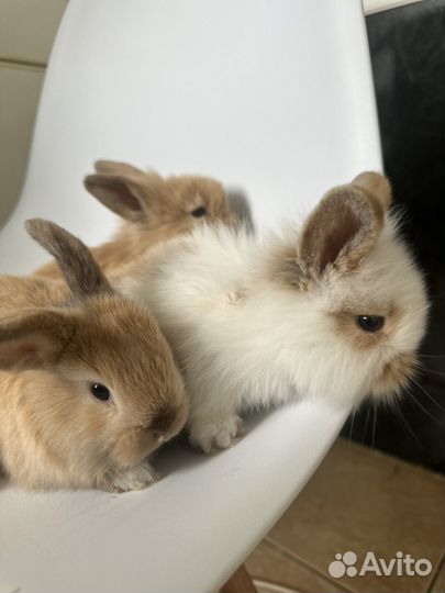 Карликовые кролики декоративные вислоухие