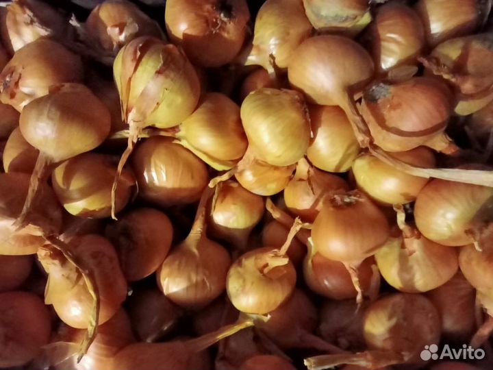 Лук
