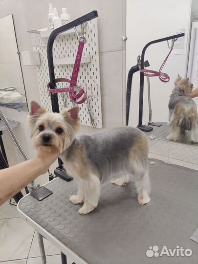 Стрижка Йорка бесплатно