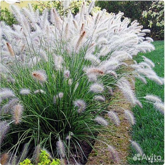 Семена декоративных трав и злаков