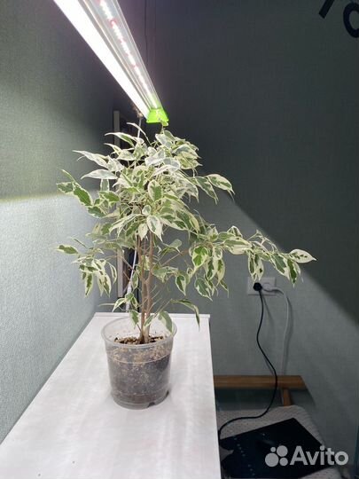 Фикус бенджамина