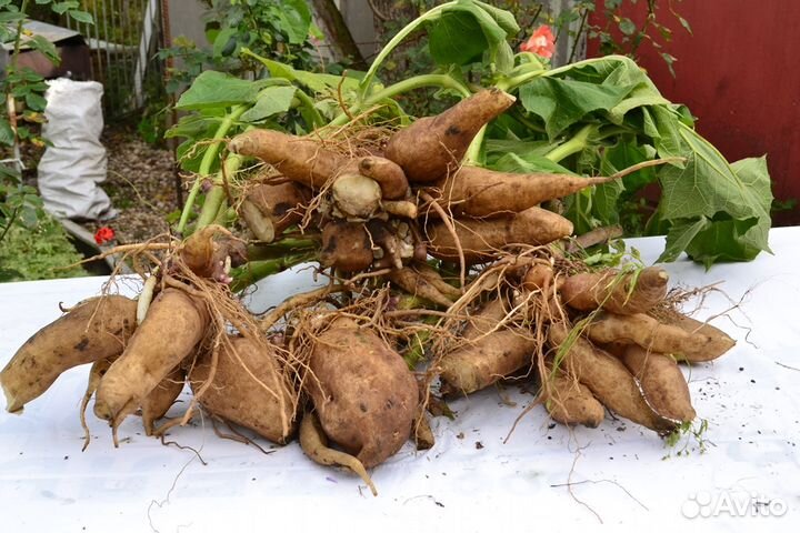 Диоскорея, липпия, азимина, гинкго билоба,витекс