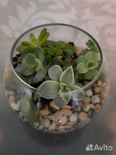 Флорариум. Суккуленты
