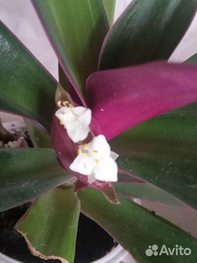 Рео колыбель Моисея традесканция