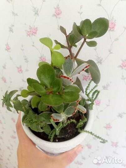 Суккуленты, комнатное растения