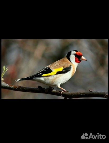 Лесная птица