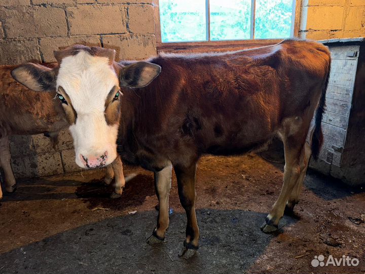 Бычки и коровы
