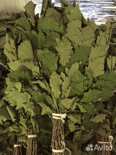 Дубовые Веники