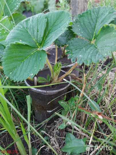 Рассада клубники Фестивальная