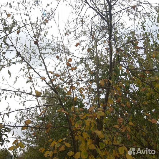 Фундук зимостойкий