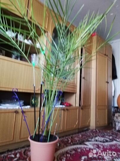 Фикус