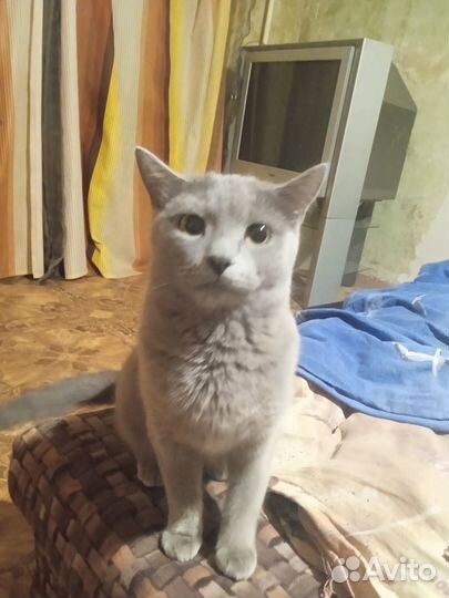 Вязка кошек Мама Русская Голубая, Папа Тайский