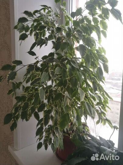 Фикус бенджамина