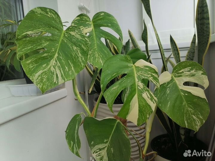 Монстера альба