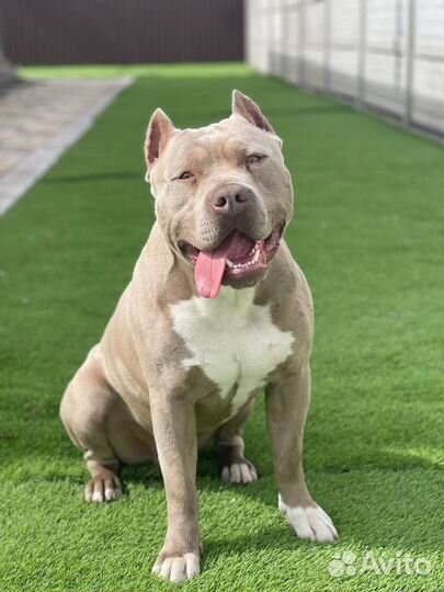 Щенки Стаффа