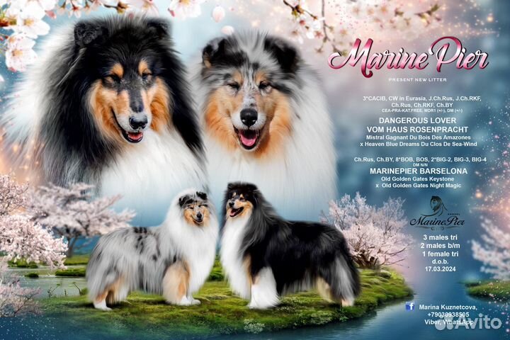 Щенки колли